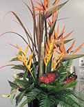 plants